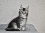 Odin - Maine Coon Cat For Sale - Hollywood, FL, US