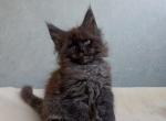 Gilza - Maine Coon Cat For Sale - Norwalk, CT, US