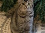 Sisters - Scottish Fold Cat For Sale - Philadelphia, PA, US