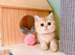 sophie - British Shorthair Cat For Sale - Staten Island, NY, US