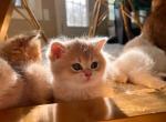 Belle - British Shorthair Cat For Sale - Beaverton, OR, US