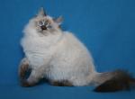 TAYNA IZ TVERSKOGO KNYAZHESTVA - Siberian Cat For Sale - NY, US
