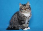 USTIN IZ TVERSKOGO KNYAZHESTVA - Siberian Cat For Sale - NY, US