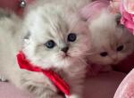 Highland babies - Scottish Fold Cat For Sale - Sun City Center, FL, US