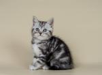 Timur - Scottish Straight Cat For Sale - Norwalk, CT, US