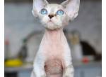 Orion - Devon Rex Cat For Sale - Norwalk, CT, US