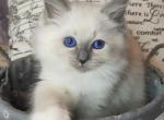 Simon - Siberian Cat For Sale - Norwalk, CT, US