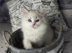 Sunny - Siberian Cat For Sale - Norwalk, CT, US