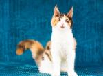 Idalia - Maine Coon Cat For Sale - Brooklyn, NY, US