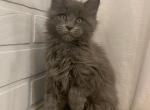 Hercules - Maine Coon Cat For Sale - NY, US