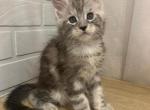 Casper - Maine Coon Cat For Sale - NY, US