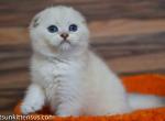 Danik scottish fold silver color point blue eyes - Scottish Fold Cat For Sale - CA, US