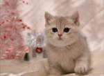 Located in LA blue golden shaded british boy Masha - British Shorthair Cat For Sale - CA, US