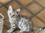 Burberry Ziqna - Bengal Cat For Sale - 