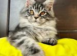 Chelsea Happy House - Maine Coon Cat For Sale - Brooklyn, NY, US