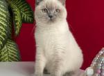 Daenerys - Scottish Straight Cat For Sale - Brooklyn, NY, US