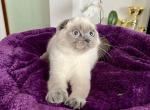 Diana - Scottish Straight Cat For Sale - Brooklyn, NY, US