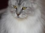 Amy - Maine Coon Cat For Sale - Bridgewater Township, NJ, US