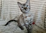 Ramses - Bengal Cat For Sale - Miami, FL, US