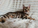 Pelagea - Bengal Cat For Sale - Miami, FL, US