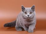 Oscar - British Shorthair Cat For Sale - Miami, FL, US