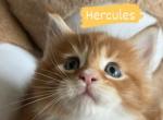 Hercules - Maine Coon Cat For Sale - Manchester Township, NJ, US