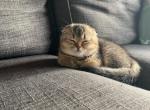 Scottish fold Girl - Scottish Fold Cat For Sale - Portland, OR, US