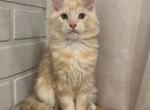 Hermes - Maine Coon Cat For Sale - NY, US