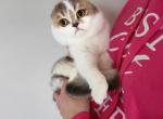 Bee - Scottish Fold Cat For Sale - Levittown, PA, US