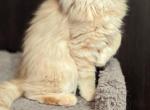 Edmond - Maine Coon Cat For Sale - Staten Island, NY, US