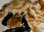 Samantha & Whiskey - Maine Coon Cat For Sale - Waukesha, WI, US