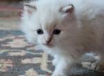 Chocolate lynx mink - Ragdoll Cat For Sale - Farmville, VA, US