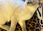 Tamar - British Shorthair Cat For Sale - 