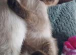 Seal point male and female kittens - Siamese Cat For Sale - Plainfield, IL, US