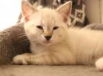 RAGAMESE - Siamese Cat For Sale - Essex, MD, US