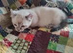 Munchkin Curl - Munchkin Cat For Sale - Coshocton, OH, US