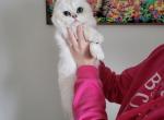 Dizzy - Scottish Fold Cat For Sale - Levittown, PA, US