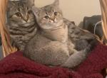 Larik - Scottish Fold Cat For Sale - Philadelphia, PA, US