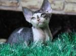 Robert - Devon Rex Cat For Sale - Brooklyn, NY, US