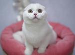 Xavier - Scottish Fold Cat For Sale - Hollywood, FL, US