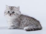 Bosforik - Munchkin Cat For Sale - Hollywood, FL, US