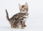 Cabernet - Bengal Cat For Sale - Norwalk, CT, US