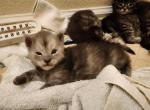 Sheldon - Maine Coon Cat For Sale - Russellville, MO, US