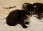 Howard - Maine Coon Cat For Sale - Russellville, MO, US