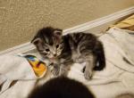 Bernadette - Maine Coon Cat For Sale - Russellville, MO, US