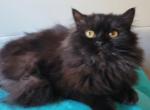 Angel - Scottish Straight Cat For Sale - New York, NY, US