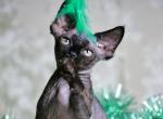 Lue - Devon Rex Cat For Sale - Brooklyn, NY, US