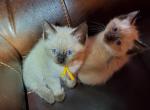 Yellow collar male - Siamese Cat For Sale - Hampden, MA, US