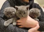 Scottish blue fur kittens - Scottish Fold Cat For Sale - Nicholasville, KY, US