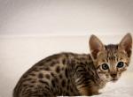 Exotic F4 Girl - Savannah Cat For Sale - Lakeland, FL, US